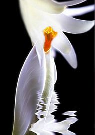 Frühlingsmelodie von Renate Knapp