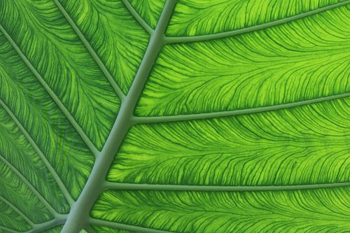 Detailopname van Olifantsoor (plant)