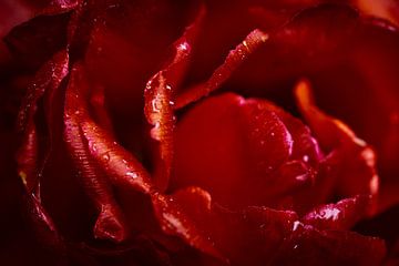 Tulpenbloesem ontmoet regendruppels van Kerstin Marosi