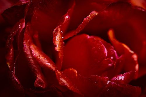 Tulpenbloesem ontmoet regendruppels