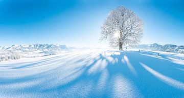 Wittelsbacher Höhe met linde in de winter met de Allgäuer Alpen en verse sneeuw van Leo Schindzielorz