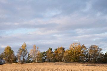 Berkenbomen in herfstkleuren