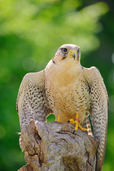 Lanner Falcon by Quirina Kamoen