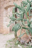 Jardin botanique intérieur avec cactus en Croatie | Dubrovnik, île de Lokrum