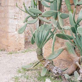 Botanische binnentuin met cactussen in Kroatie | Dubrovnik, Lokrum Island van Amy Hengst
