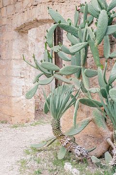Jardin botanique intérieur avec cactus en Croatie | Dubrovnik, île de Lokrum sur Amy Hengst