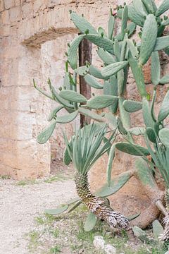 Botanische binnentuin met cactussen in Kroatie | Dubrovnik, Lokrum Island van Amy Hengst