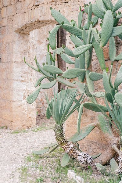 Jardin botanique intérieur avec cactus en Croatie | Dubrovnik, île de Lokrum par Amy Hengst