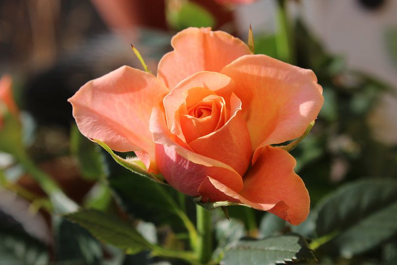Rose van Dagmar Marina