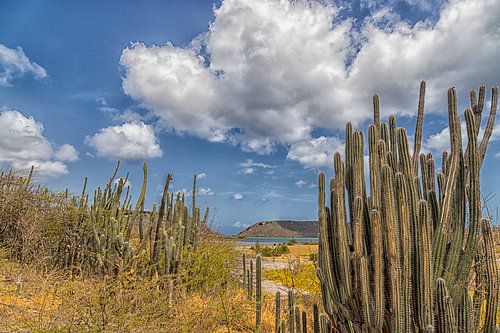 Curacao - sint Willibrord - Cactus
