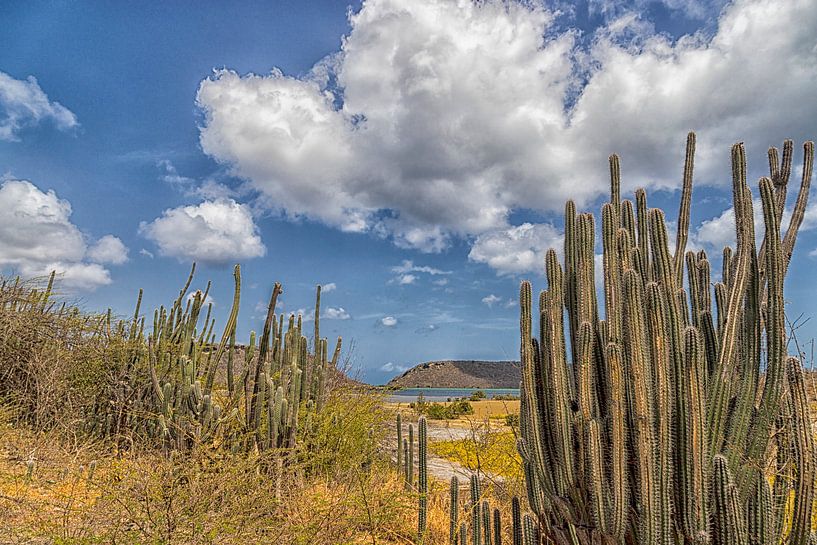 Curacao - sint Willibrord - Cactus van Marly De Kok