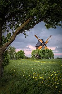 Windmill in the rape field by Steven Stein