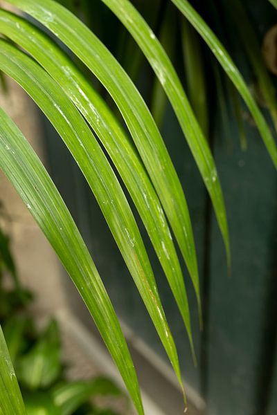 Grüner Farn vor einer grünen Tür | Foto aufgenommen in Porto von Karijn | Fine art Natuur en Reis Fotografie