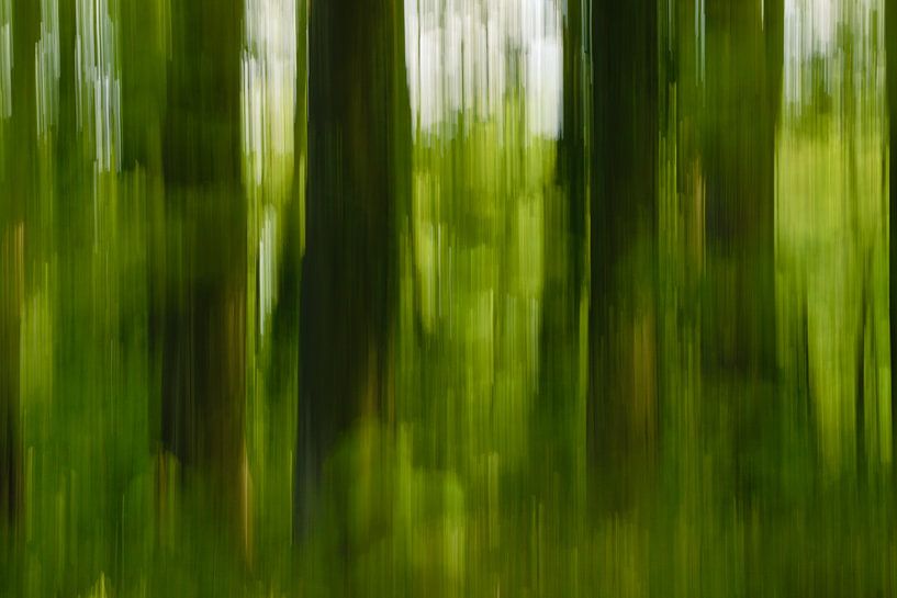 Trees by Dirk Maes