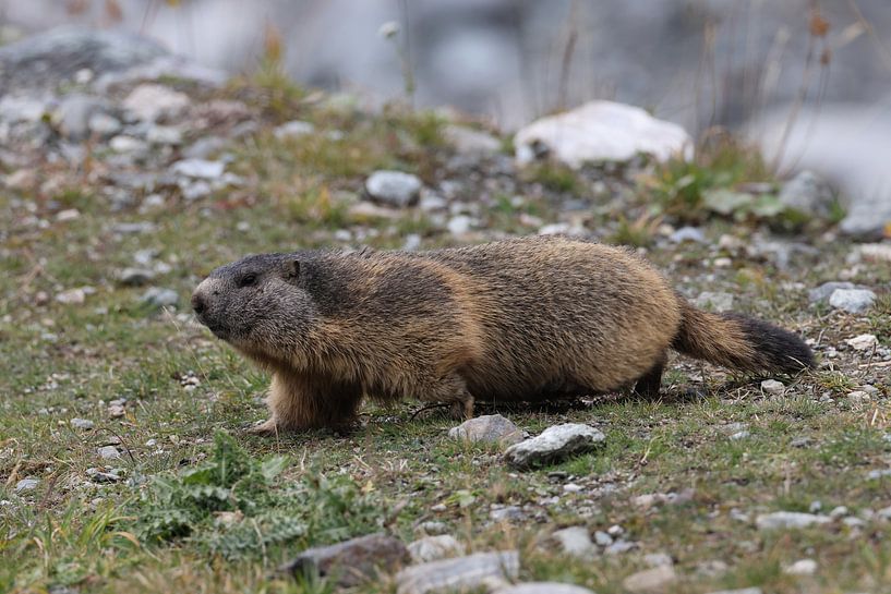 Marmot in Cervinia Wildlife Aosta Valley Italy van Frank Fichtmüller