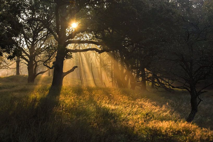 Sunny morning! by Mariette van Eijk