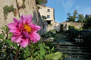 Fleur rose dans une allée française