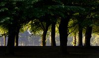 The Hague Malieveld Trees by M DH thumbnail