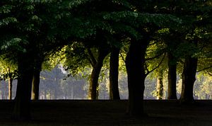 The Hague Malieveld Trees von M DH