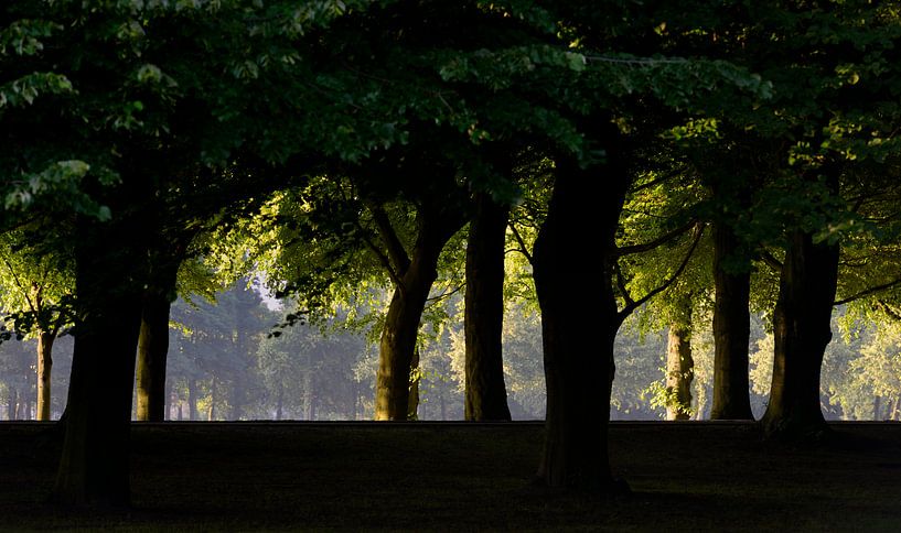 The Hague Malieveld Trees by M DH