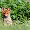 baby red fox by gea strucks