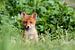 jonge rode vos van gea strucks
