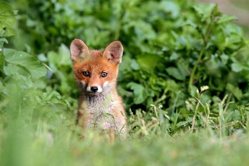 Junger Rotfuchs von gea strucks