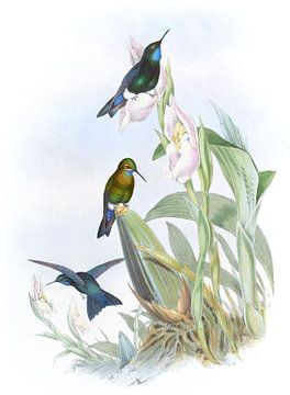 Zwart-bespest puffen, John Gould van Hummingbirds
