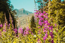 View through to the Alps near Davos Switzerland by Pascal Sunday