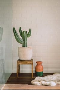 Cactus d'intérieur sur Karlijne Geudens