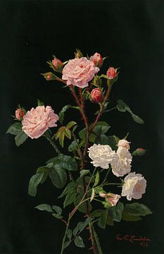 Roze en witte rozen, George Cochran Lambdin