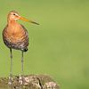 Black-tailed godwit on a pole in a meadow. by Rob Christiaans