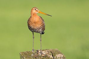 Grutto op een paaltje in een weiland. van Rob Christiaans