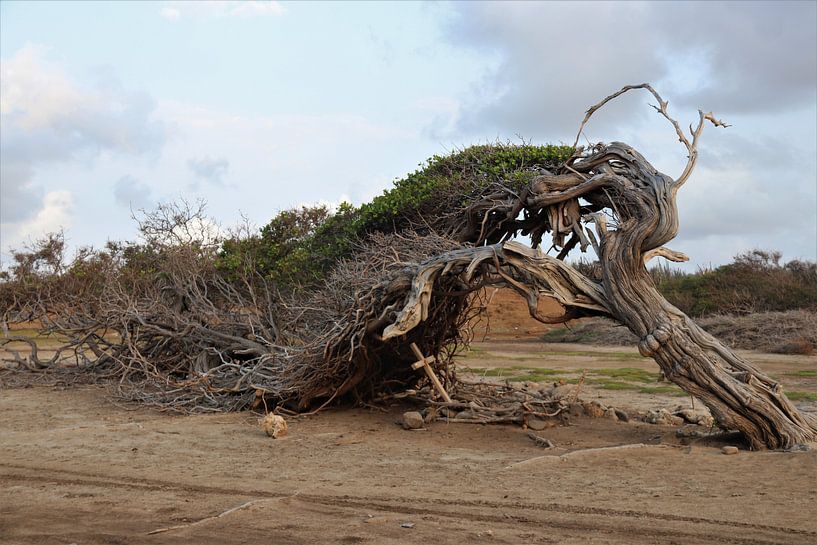 Le plus long arbre de Bonaire. par Silvia Weenink