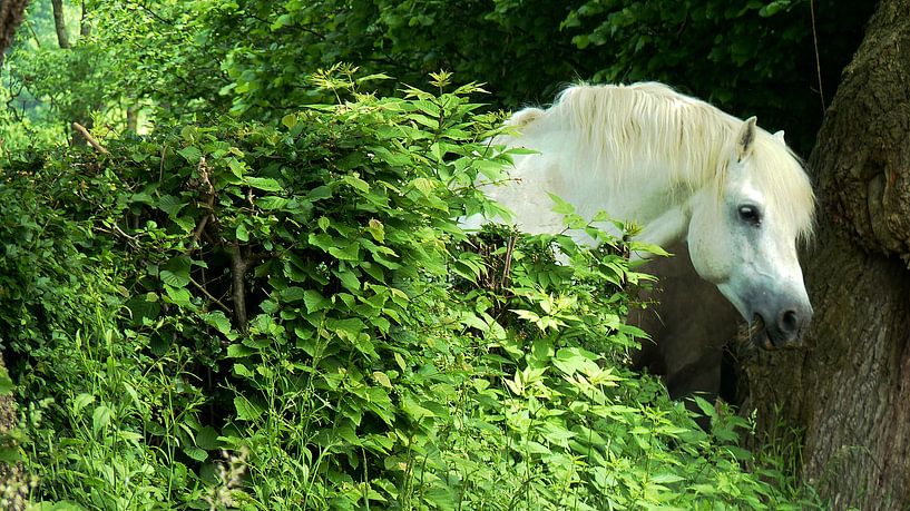 De Witte Hengst par Daphne Photography