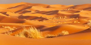 the Sahara