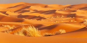 the Sahara by Walter G. Allgöwer