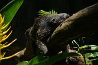 Slapende beermarter in de jungle von Ramon Siahaya Miniaturansicht