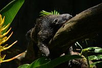 Slapende beermarter in de jungle