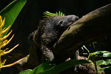 Slapende beermarter in de jungle