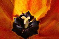Tulip Blossom