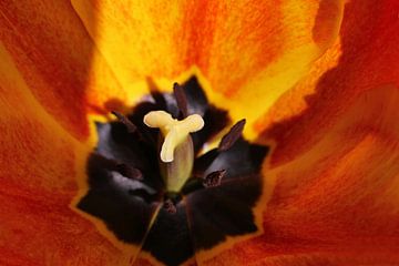 Tulpenbloesem van Norman Krauß