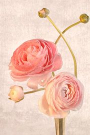 Ranonkel in vintage stijl. van Alie Ekkelenkamp