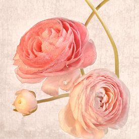 Vintage-style ranunculus. by Alie Ekkelenkamp
