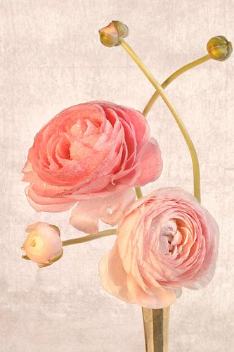 Ranonkel in vintage stijl.