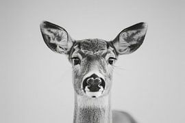 Reh von Poster Art Shop