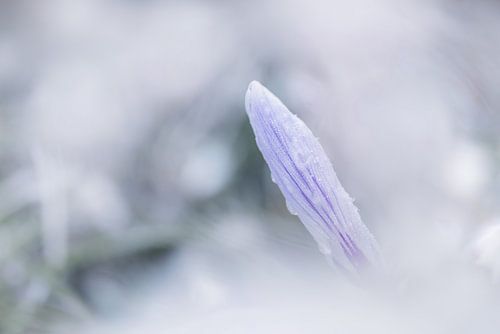Crocus congelés