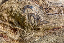 Tree bark in natural shades and textures by Sia Windig