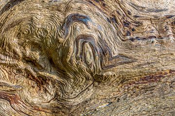 Écorce d'arbre dans des teintes et des textures naturelles sur Sia Windig