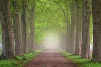 Fog and lanes in the forest